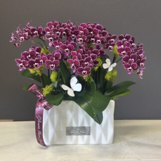 unique Medium Size Plant Orchids