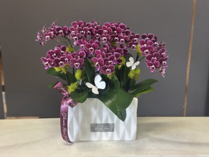 unique Medium Size Plant Orchids