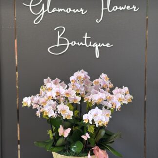 Large Size Full blooms Orchids Plant in light Pink Color